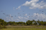 Group of Flying Pelicans