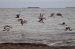 Group of Flying Shorebirds at the Florida Campgrounds of Everglades National Park