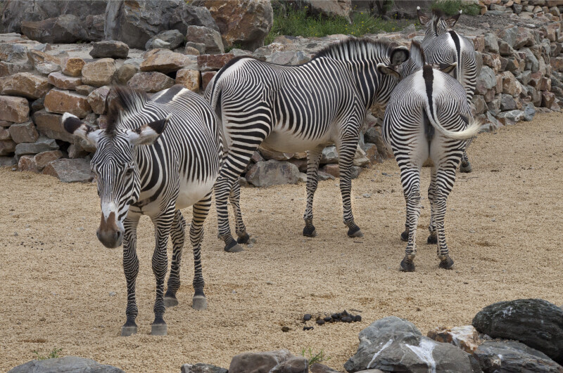 Group of Grevy's Zebras at the Artis Royal Zoo