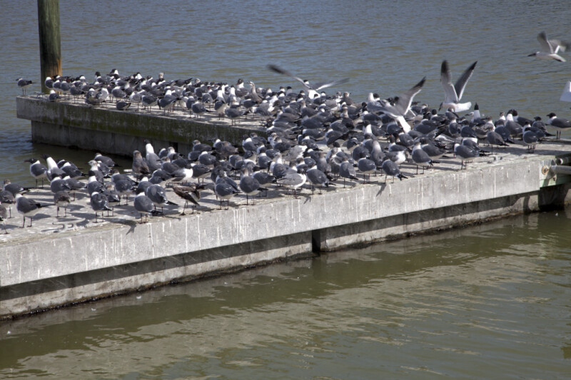 Group of Laughing Gulls on a Boat Dock at the Flamingo Marina of Everglades National Park