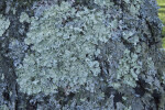 Group of Lichens Covering a Tree's Bark