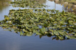 Group of Lily Pads at the Big Cypress National Preserve