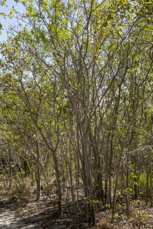 Group of Mangrove Trees at Biscayne National Park