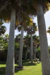 Group of Palms in Grassy Area