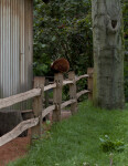Group of People Looking at Brown, Furry Mammal Resting on Wooden Fence