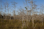 Group of Dwarf Bald Cypress Trees at the Big Cypress National Preserve
