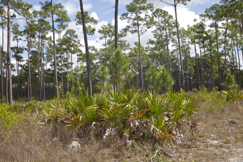 Group of Saw Palmettos in Front of Tall Pine Trees