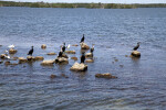 Group of Seabirds Including Double-Crested Cormorants