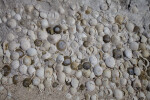 Group of Seashells at Biscayne National Park