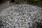 Group of Shells