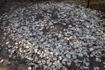 Group of Shells Along the Fort Caroline Nature Trail