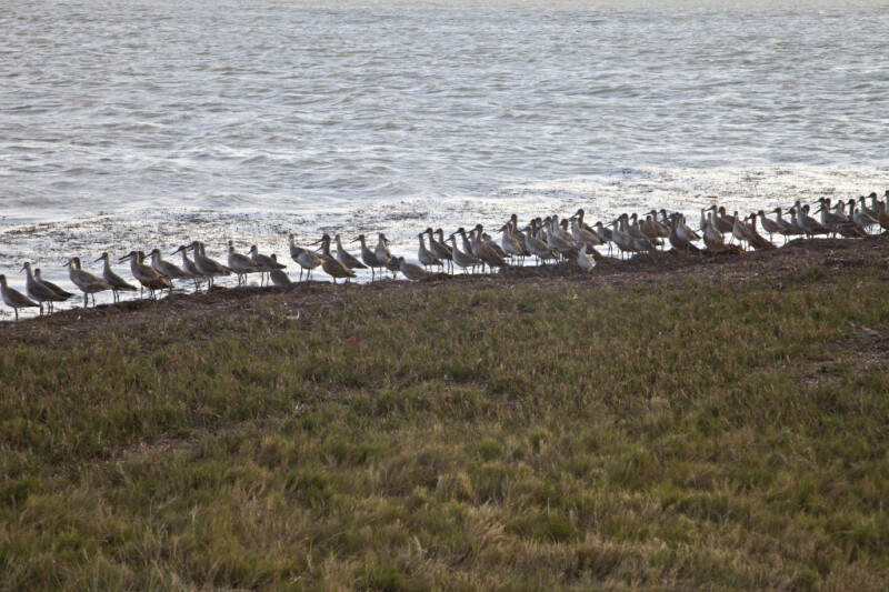 Group of Shorebirds Covering the Coastline at the Florida Campgrounds of Everglades National Park