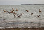 Group of Shorebirds Flying Near the Shore at the Florida Campgrounds of Everglades National Park