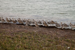 Group of Shorebirds in a Line at the Florida Campgrounds of Everglades National Park