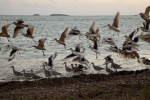 Group of Shorebirds Taking Flight at the Florida Campgrounds of Everglades National Park