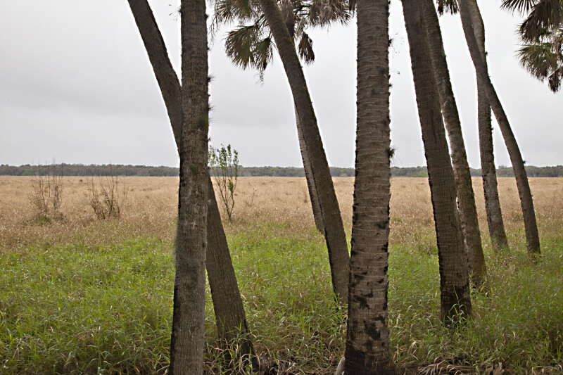 Group of Slanted Palm Trees at Myakka River State Park