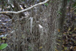 Group of Spanish Moss