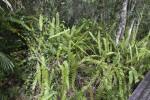 Group of Sword Ferns