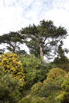 Group of Trees and Shrubs