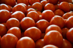 Group of Vine Ripe Tomatoes