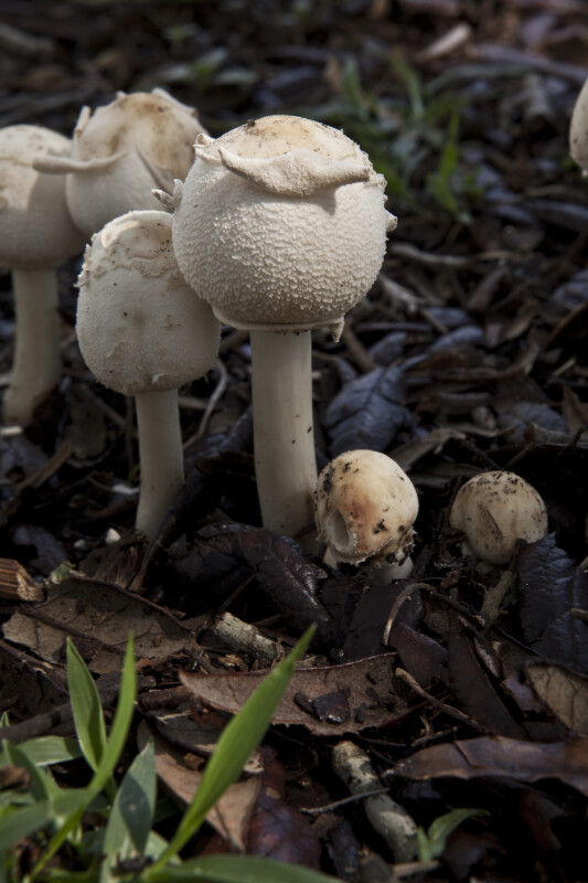 Group of White Mushrooms