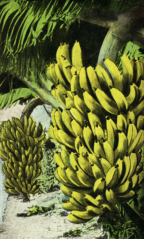 Growing Bananas in Florida