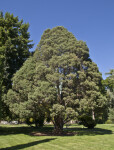 Guadalupe Island Cypress Tree at Capitol Park in Sacramento