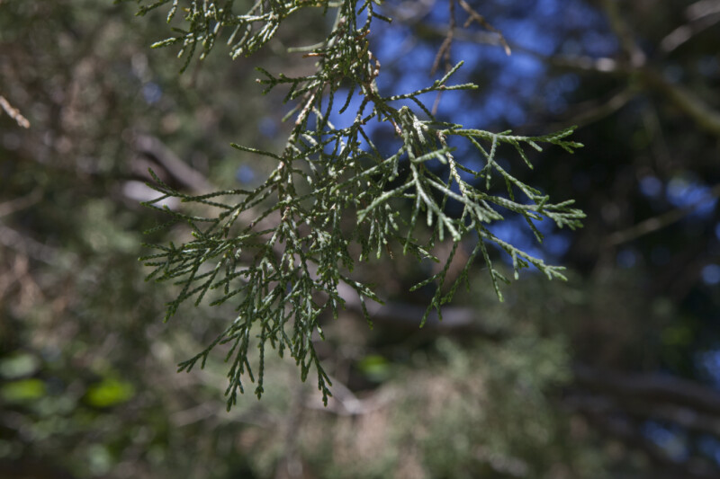 Guadalupe Island Cypress Tree Leaves Close-Up