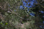 Guadalupe Island Cypress Tree Leaves Close-Up