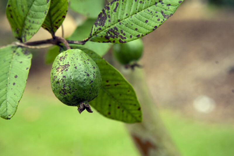 Guava on Branch