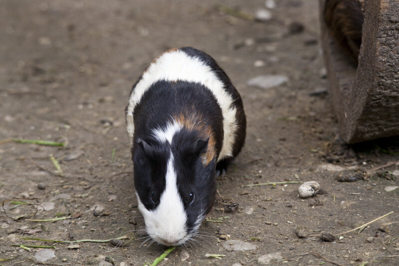 Guinea Pig Frontal View