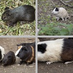 Guinea Pig photographs