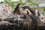 Guira Cuckoos