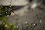 Gulf Fritillary Feeding