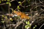 Gulf Fritillary on Branch