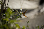 Gulf Fritillary on Flower