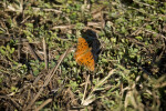 Gulf Fritillary on Ground