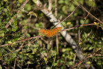 Gulf Fritillary Resting on Branch