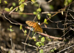 Gulf Fritillary Resting