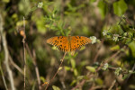 Gulf Fritillary with Wings Spread