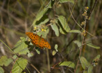 Gulf Fritillary