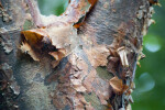 Gumbo Limbo Bark