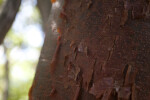 Gumbo Limbo Bark Close-Up