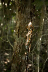 Gumbo Limbo Bark