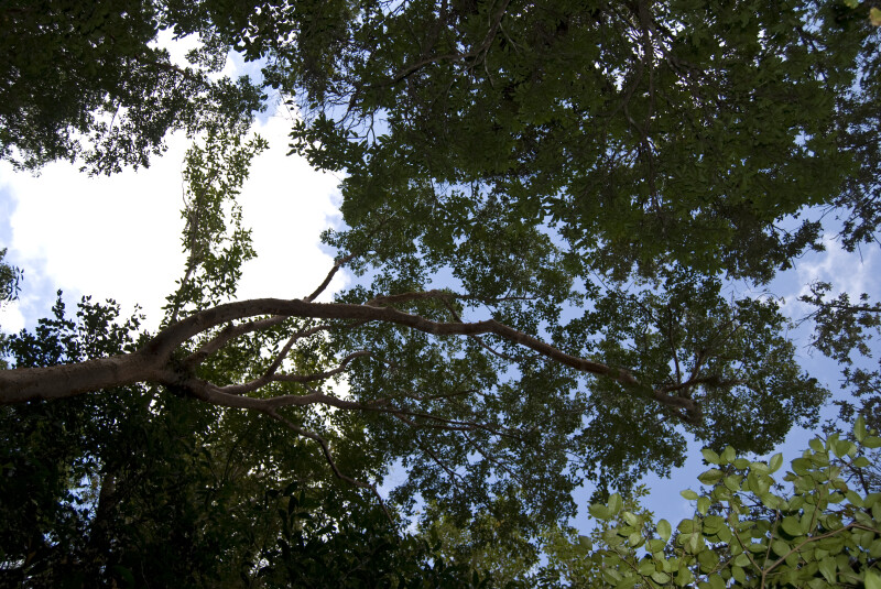 Gumbo Limbo Branch