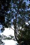 Gumbo Limbo Canopy