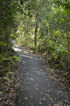 Gumbo Limbo Path