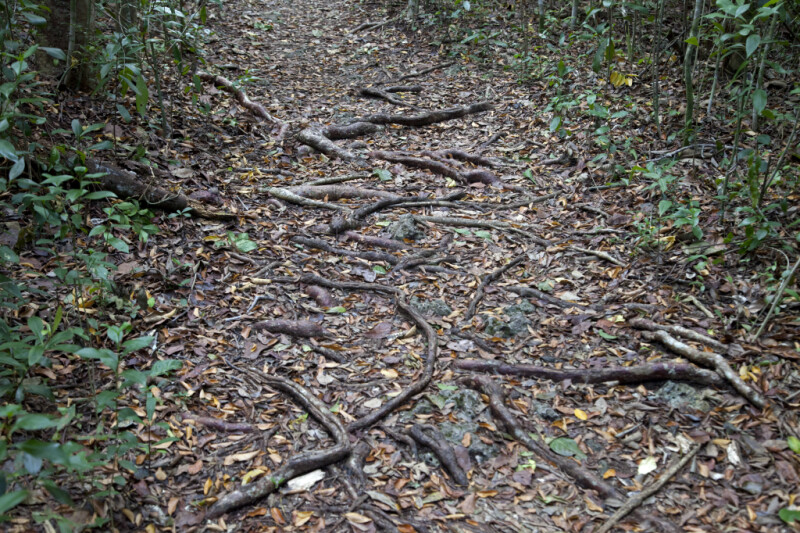 Gumbo-Limbo Roots Covering a Path at Long Pine Key of Everglades National Park