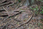 Gumbo-Limbo Roots Near the Base of the Tree