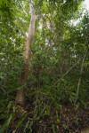 Gumbo Limbo Trail at Everglades National Park